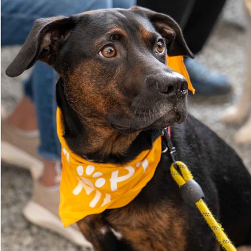 Photo of Alexander, adoptable Hound in Seattle, Washington