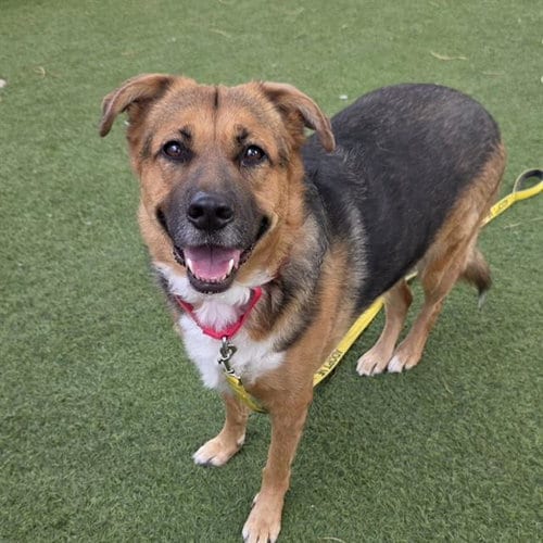 Photo of Little Bit, adoptable German Shepherd Dog in Las Vegas, Nevada
