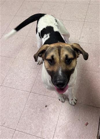 Photo of Scout, adoptable Labrador Retriever in Lufkin, Texas