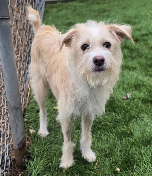 Photo of Niko, adoptable Toy Fox Terrier in Sedalia, Colorado