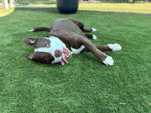 Photo of Dane, adoptable Pit Bull Terrier in San Bernardino, California