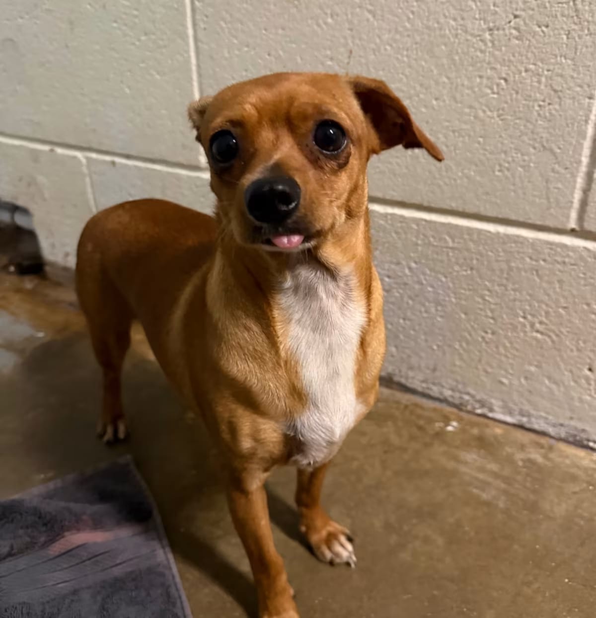 Photo of Tilly, adoptable Chihuahua in Wahiawa, Hawaii