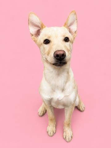Photo of Moxie, adoptable Labrador Retriever in HESPERIA, California