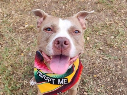 Photo of Koda, adoptable dog in Georgetown, Texas