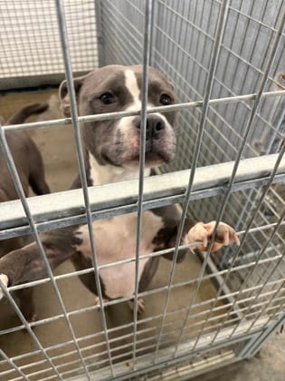 Photo of Megan, adoptable Terrier, Pit Bull/Mix in Raeford, North Carolina