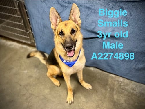 Photo of Biggie Small, adoptable German Shepherd Dog in Chatsworth, California