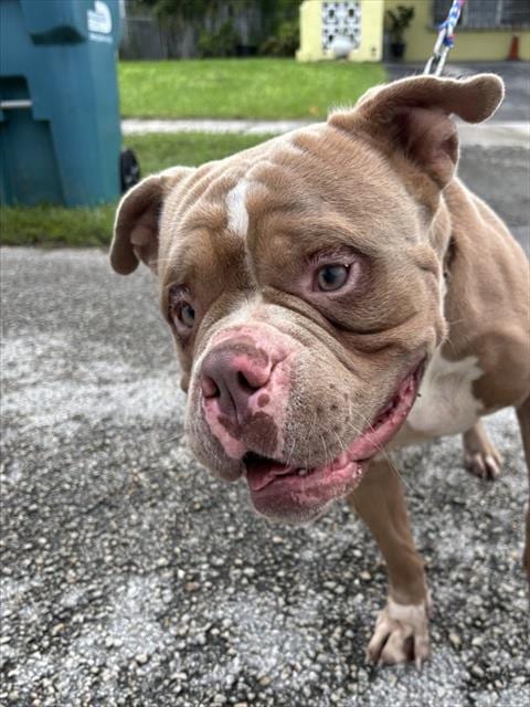 Photo of Chop, adoptable American Bulldog in Miami, Florida