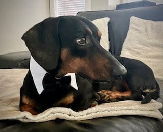 Photo of Marcus - San Diego, adoptable Dachshund in Los Angeles, California