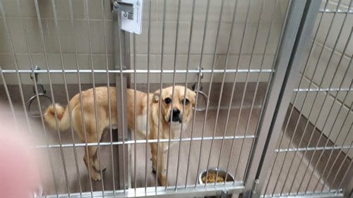 Photo of Cody, adoptable Pug in Aurora, Illinois