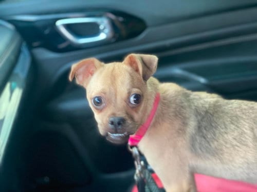 Photo of Sophie, adoptable Pug in Lewistown, Pennsylvania