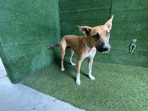 Photo of Peanut, adoptable German Shepherd Dog in Lancaster, California