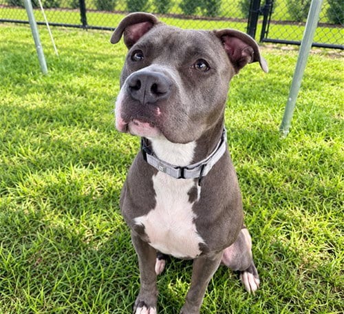 Photo of Bronte, adoptable American Staffordshire Terrier in Ocala, Florida