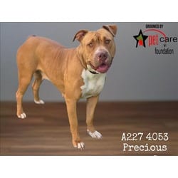 Photo of Precious, adoptable American Pit Bull Terrier in Chatsworth, California