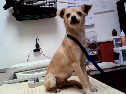 Photo of Nugget, adoptable Terrier in Martinez, California