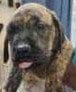 Photo of Igloo, adoptable Terrier in Royal Palm Beach, Florida