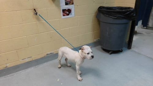 Photo of Esmeralda, adoptable Australian Cattle Dog/Blue Heeler in Tulsa, Oklahoma
