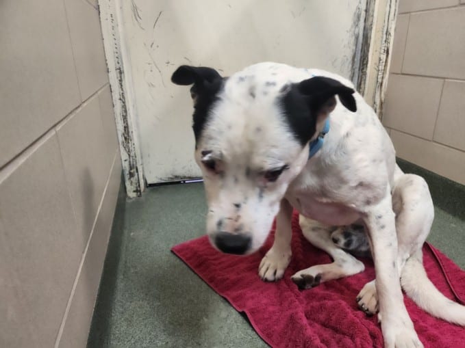 Photo of Senior Mixed Breed, adoptable Mixed Breed in Santa Fe, New Mexico