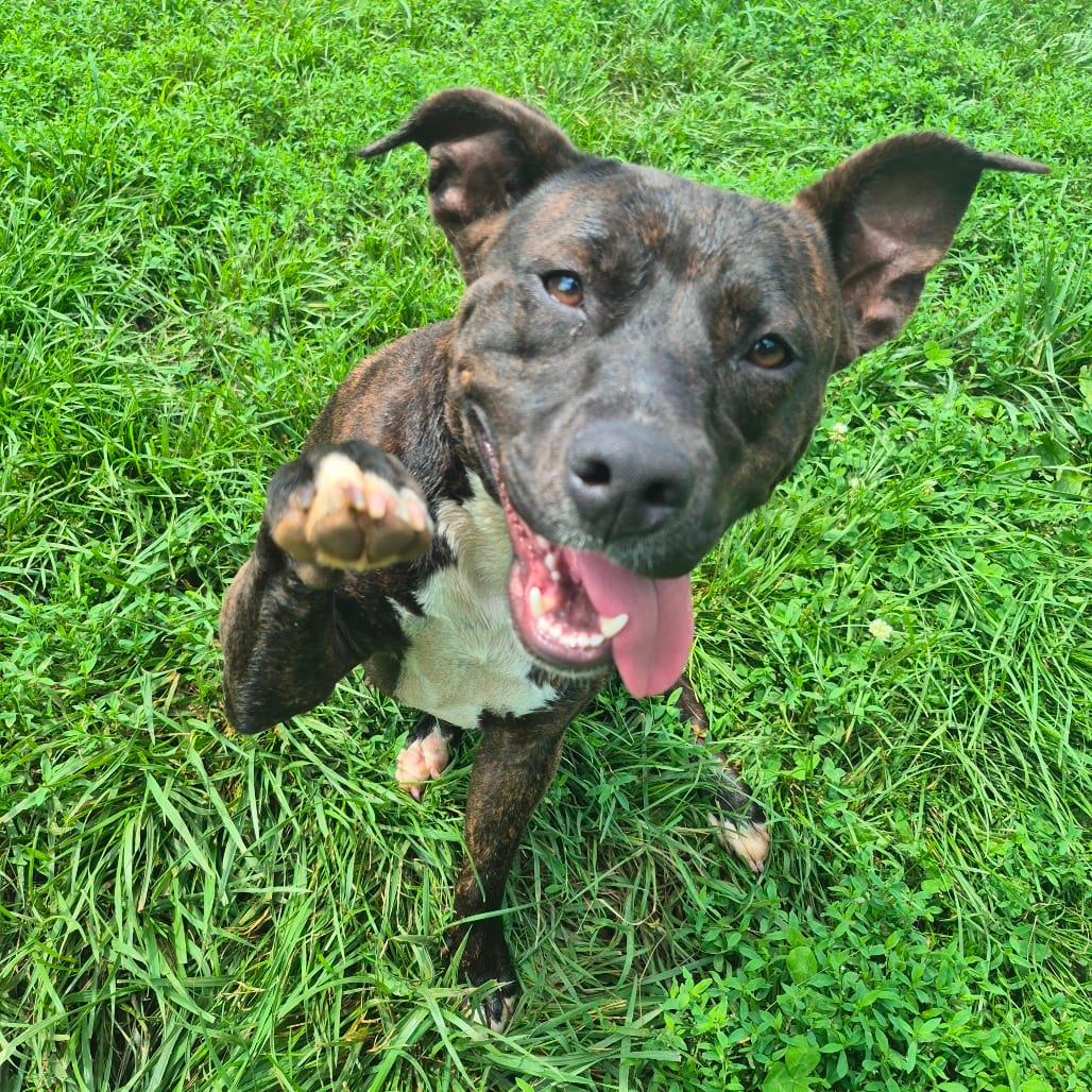 Photo of Lovebug, adoptable Mixed Breed (Medium) in Fairfax Station, Virginia