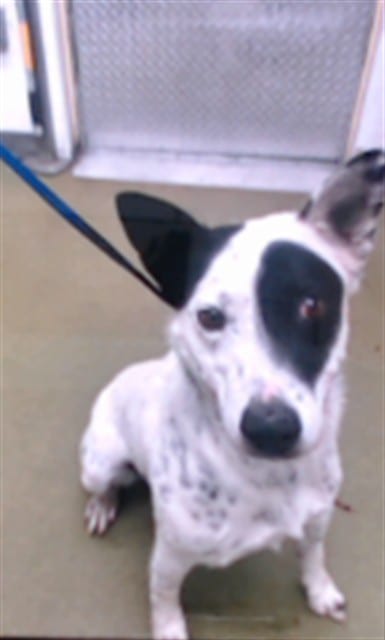 Photo of Senior Australian Cattle Dog, adoptable Australian Cattle Dog in Devore, California