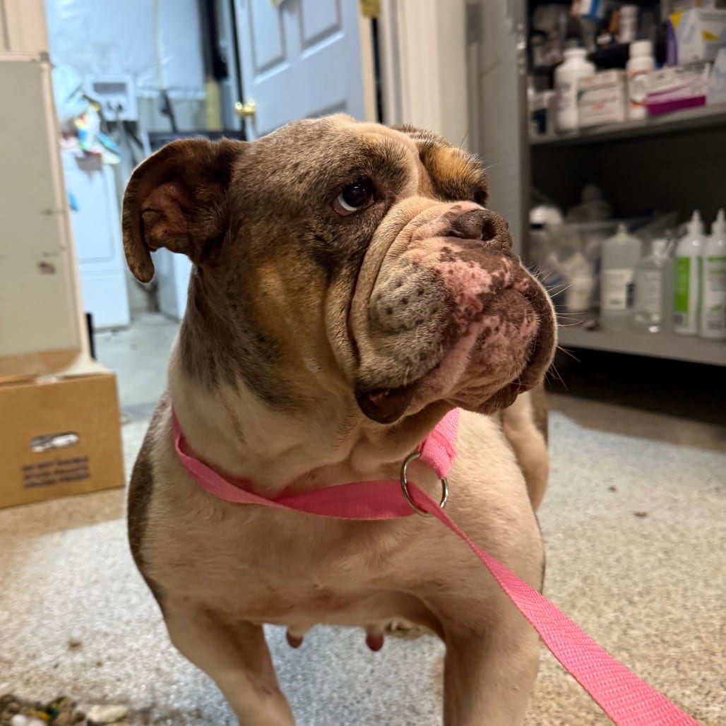 Photo of Peppa Pig, adoptable Bulldog in West Chester, Pennsylvania