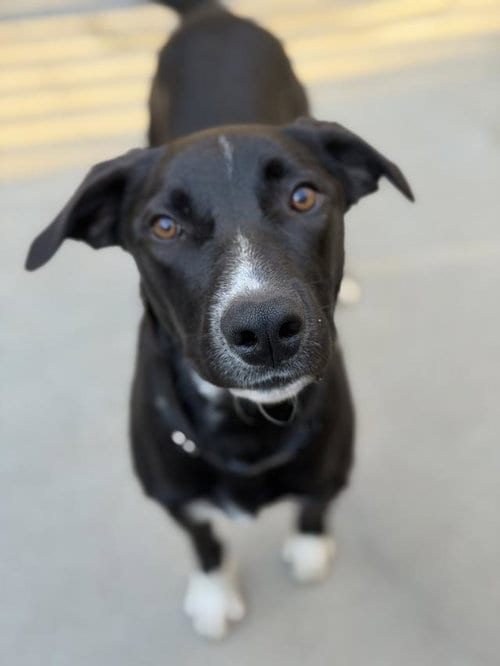 Photo of Willie, adoptable Border Collie in Santa Maria, California
