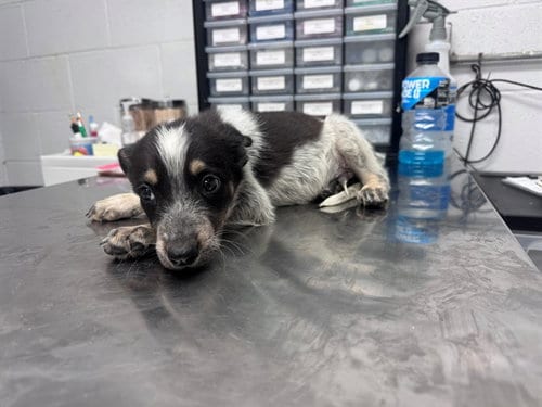Photo of Cherrio, adoptable Australian Cattle Dog/Blue Heeler in San Andreas, California