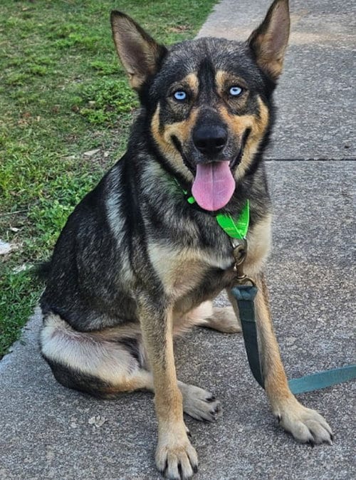 Photo of Sinatra, adoptable German Shepherd Dog in The Woodlands, Texas