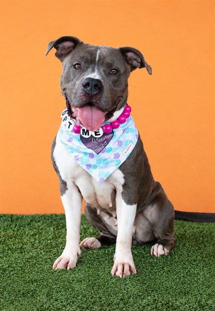 Photo of Fara, adoptable Bulldog in Miami, Florida