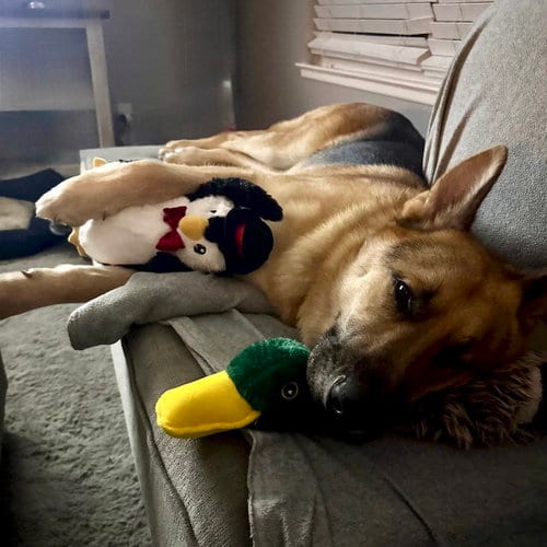 Photo of Levi, adoptable German Shepherd Dog in San Juan Capistrano, California