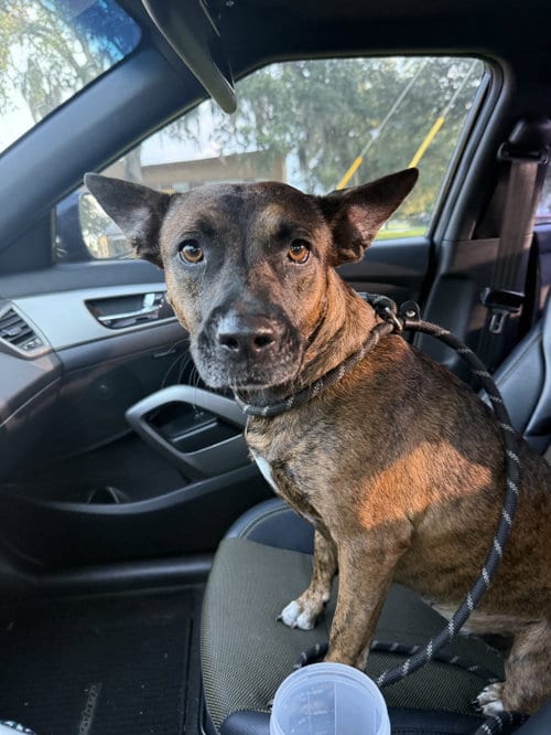 Photo of Olivia, adoptable Dutch Shepherd in Sanford, Florida