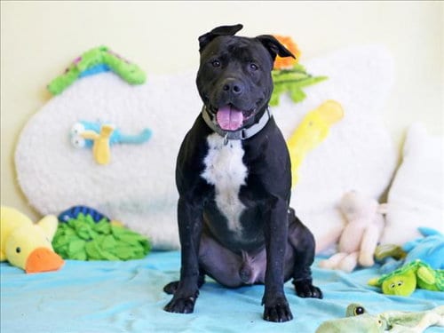 Photo of Knot, adoptable American Staffordshire Terrier in Tavares, Florida