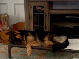 Photo of Izzy, adoptable German Shepherd Dog in Baltimore, Maryland