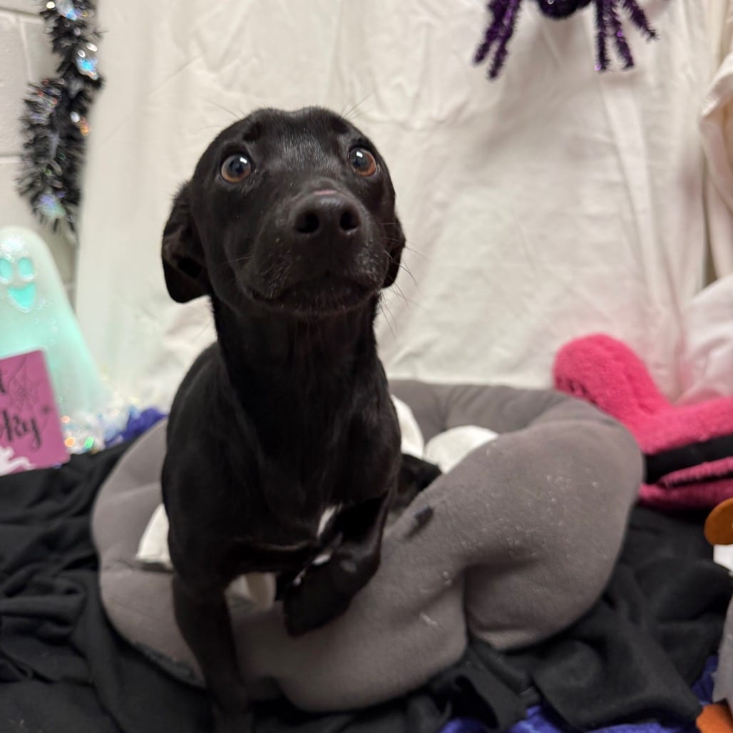 Photo of Brave Little Toaster, adoptable Chihuahua / Mixed Breed (Small) in Martinsville, Virginia