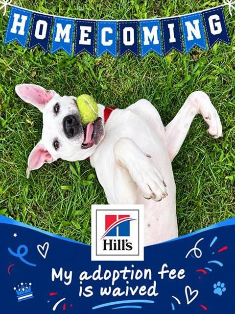 Photo of Ralph, adoptable Staffordshire Bull Terrier in Brewster, Massachusetts