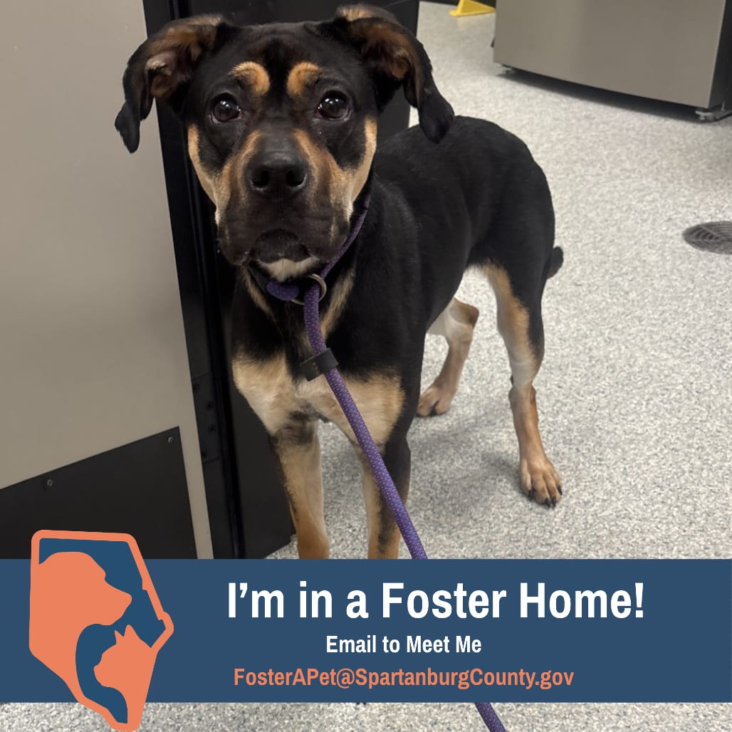 Photo of Maggie, adoptable Rottweiler / Mix in Spartanburg, South Carolina