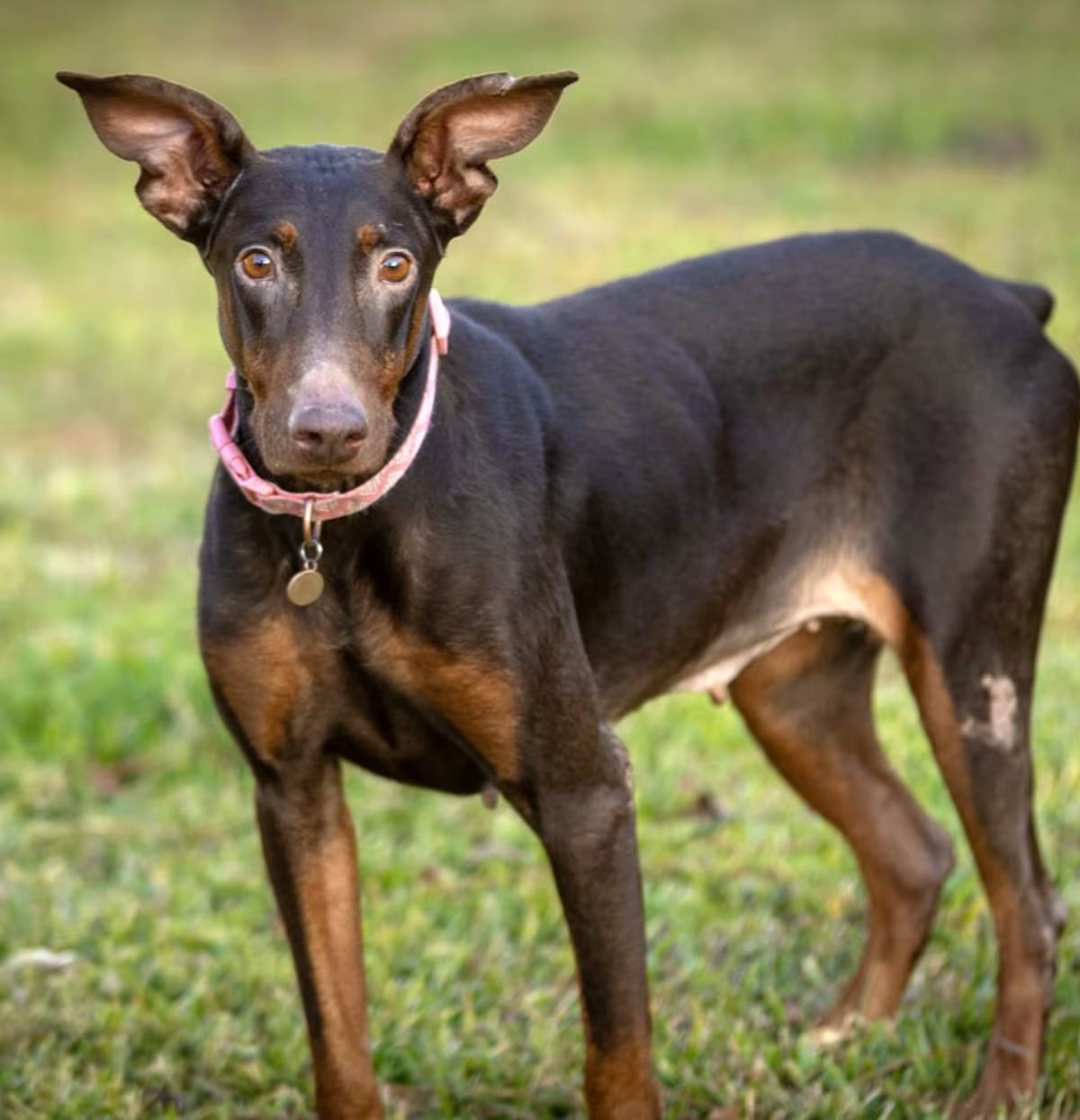 Photo of Deepali, adoptable Doberman Pinscher in Willowbrook, Illinois