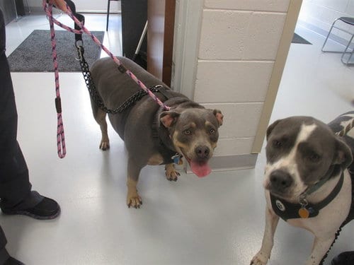 Photo of Elsa, adoptable English Bulldog in Ocala, Florida