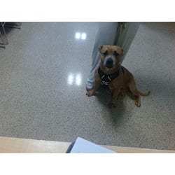Photo of Sunday, adoptable American Bulldog in Doral, Florida