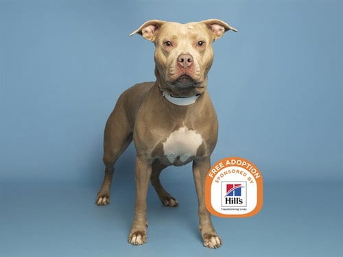 Photo of Suga, adoptable American Pit Bull Terrier in Phoenix, Arizona
