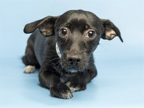 Photo of Delilah, adoptable Chihuahua in Phoenix, Arizona