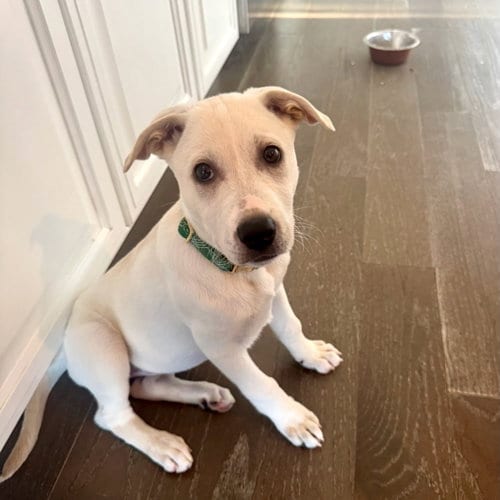 Photo of Daisy, adoptable Labrador Retriever in San Juan Capistrano, California