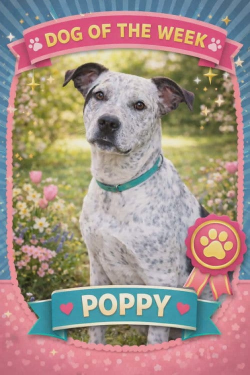 Photo of Poppy, adoptable Australian Cattle Dog/Blue Heeler in Boston, Kentucky