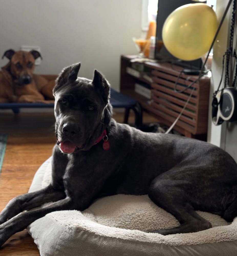 Photo of Cora, adoptable Cane Corso in Brooklyn, New York