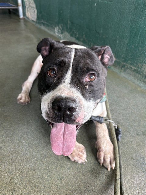 Photo of Renshi, adoptable American Bulldog in Miami, Florida