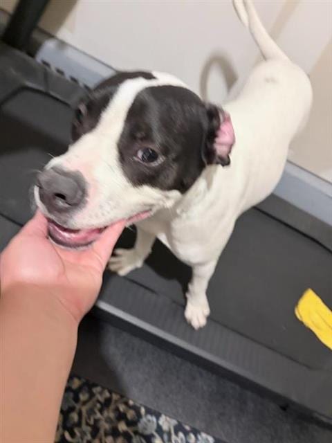 Photo of A830020, adoptable American Staffordshire Terrier in San Antonio, Texas