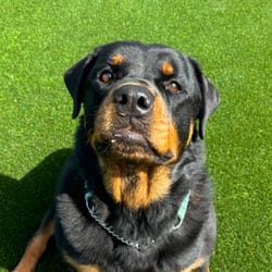 Photo of Ellie 5609, adoptable Rottweiler in Loxahatchee, Florida