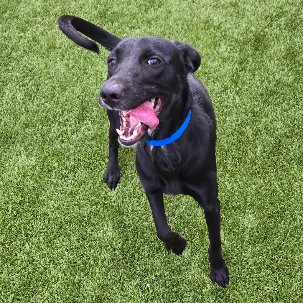Photo of Bones, adoptable Retriever / Mix in Spartanburg, South Carolina