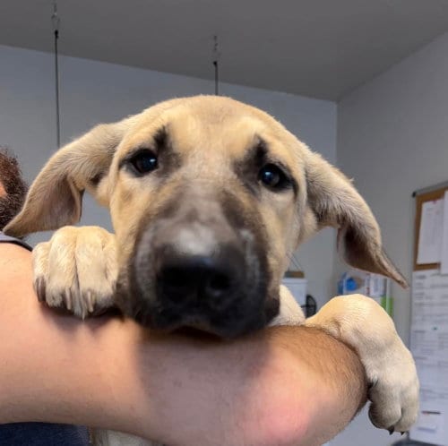 Photo of June, adoptable Shepherd in Bolivar, Missouri
