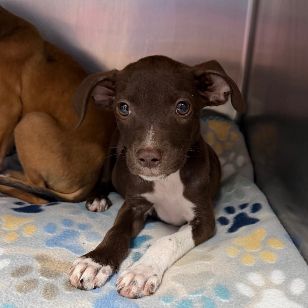 Photo of Velma, adoptable Retriever, Labrador / Mixed Breed (Medium) in Starkville, Mississippi