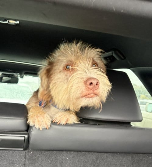 Photo of Momo, adoptable Schnauzer in St. Louis Park, Minnesota